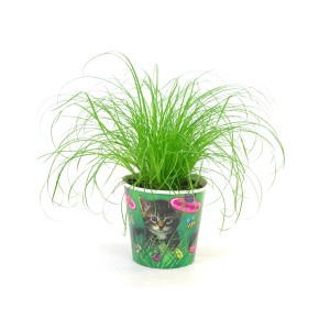 Zielona, duża roślina w doniczce z motywem kota. Idealna jako roślina domowa.