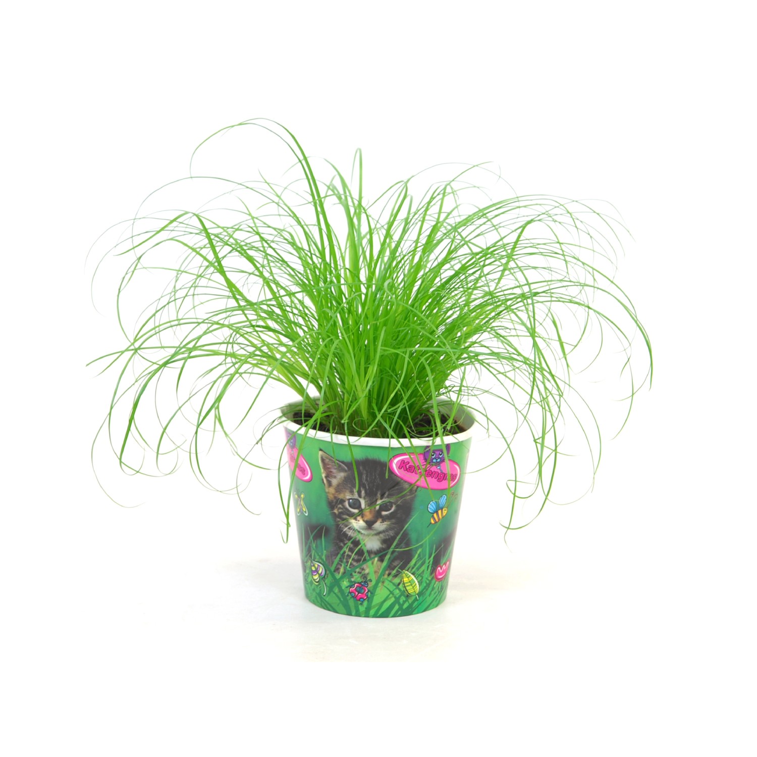 Cyperus (Cyperus Zumula) kupuj w OBI