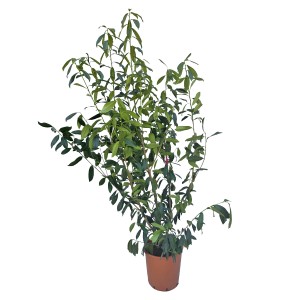 Laurowiśnia Novita w doniczce z zielonymi liśćmi.