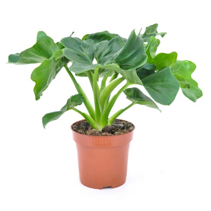 Filodendron (Philodendron) selloum Atom - don. 12 cm