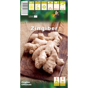 Imbir lekarski (Zingiber Officinale) 1 szt.