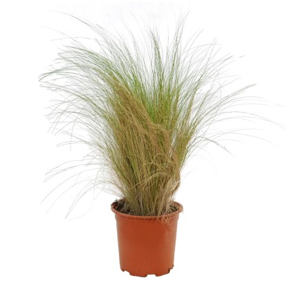 Trawa Ostnica (Stipa) don. 17 cm