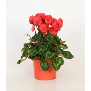 Czerwony fiołek alpejski w doniczce z zielonymi liśćmi.