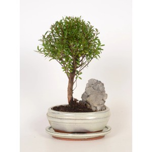 Bonsai w doniczce z kamieniem dekoracyjnym, średnica doniczki ok. 16 cm. Dekoracyjna roślina doniczkowa.