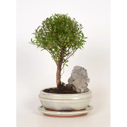 Drzewko Bonsai z podstawką - don. 16 cm