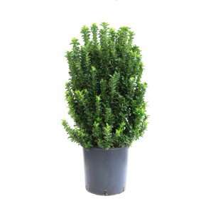 Zielony trzmielina w doniczce, zbliżenie.