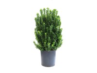 Trzmielina japońska Benkomasak - wys. 80-100 cm