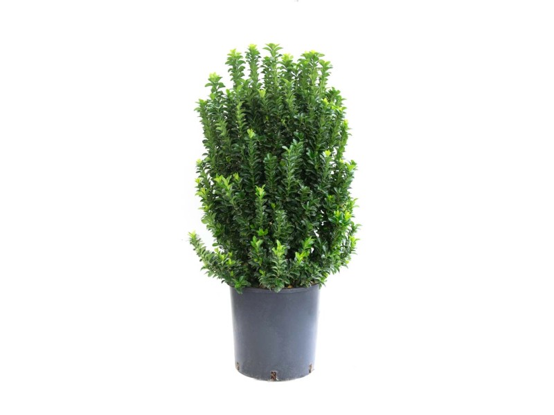 その他 akasanamayanamaya Trzmielina japońska Benkomasak - wys. 80-100 cm kupuj w OBI