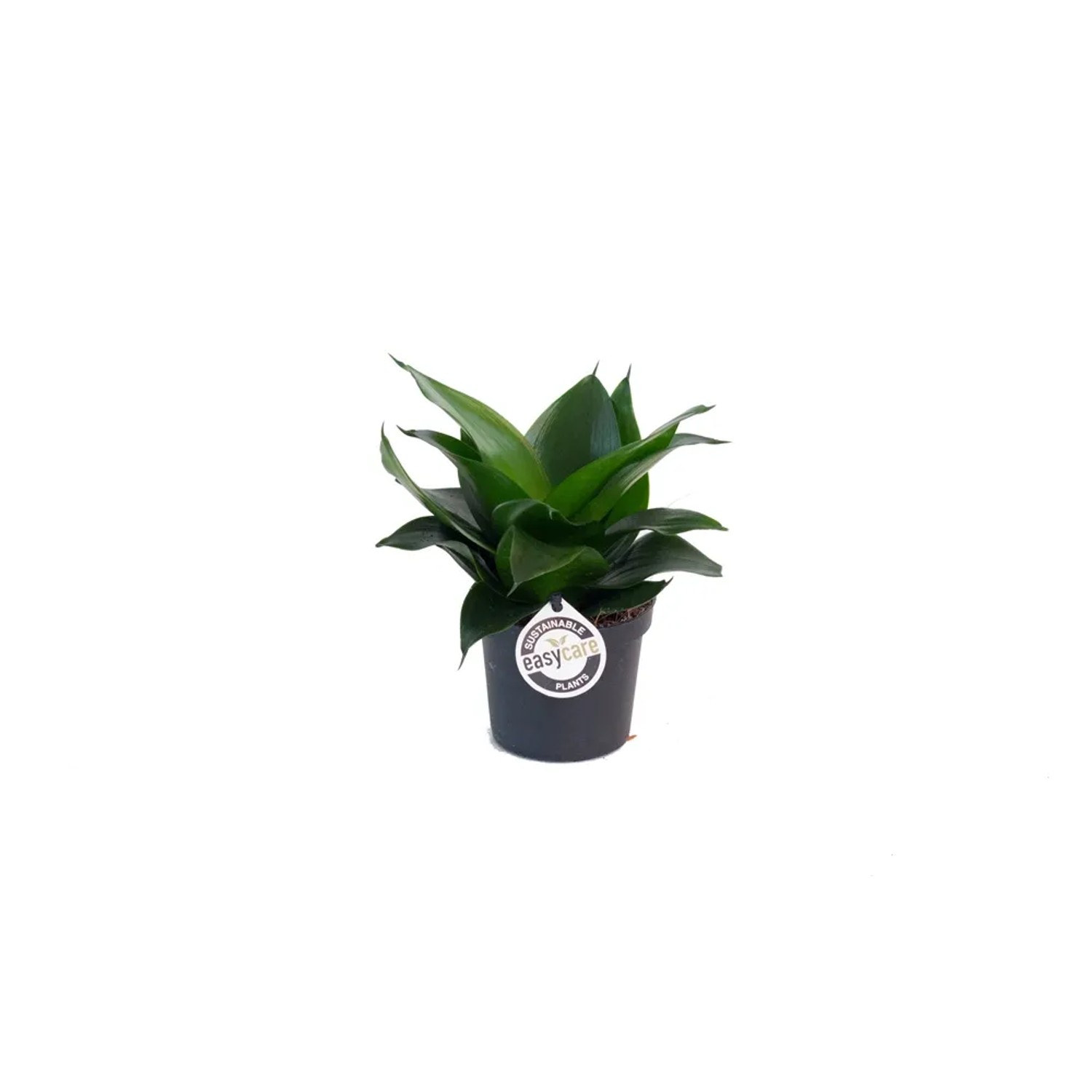 taxus yew shrub Stonehenge Skinny® Yew main image 1