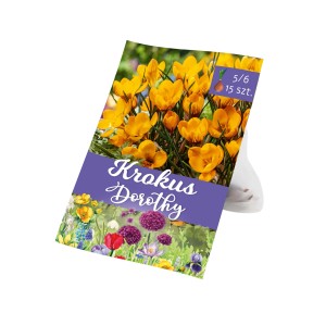 Opakowanie cebulek krokusa 'Dorothy' z żółtymi krokusami.