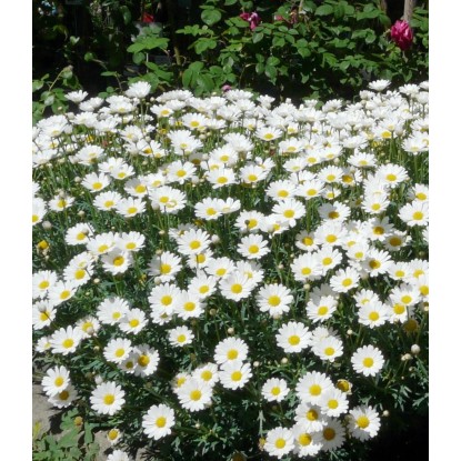 Margerytka - don. 10 cm