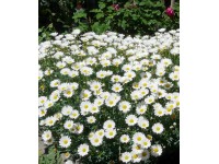 Złocień - margerytka, kula mała (Argyranthemum frutescens)