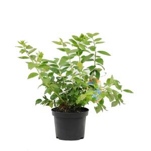 Młoda roślina borówki w czarnej doniczce z zielonymi liśćmi.