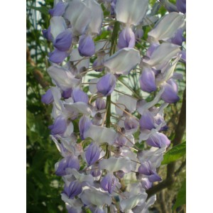 Kwitnąca glicynia (Glycine) jako roślina doniczkowa.