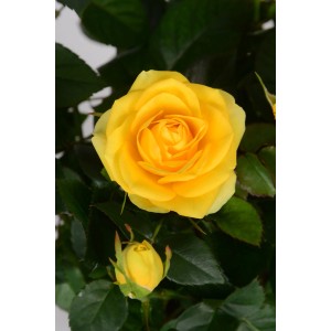 Żółta róża rabatowa z kwiatem i pąkiem. Promienna róża ogrodowa.