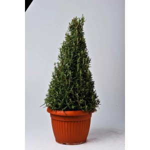 Rozmaryn w kształcie stożka w doniczce, dekoracyjne zioło kulinarne do domu i ogrodu.