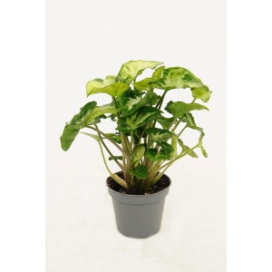 t.b.t. roślina doniczkowa z zielono-białymi liśćmi w doniczce.