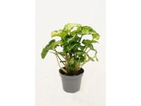 Syngonium Pixie