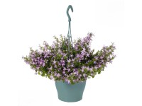 Dzwonek (Campanula hanging) don. 19 cm
