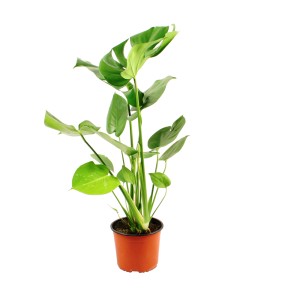 Monstera roślina doniczkowa, duże zielone liście.