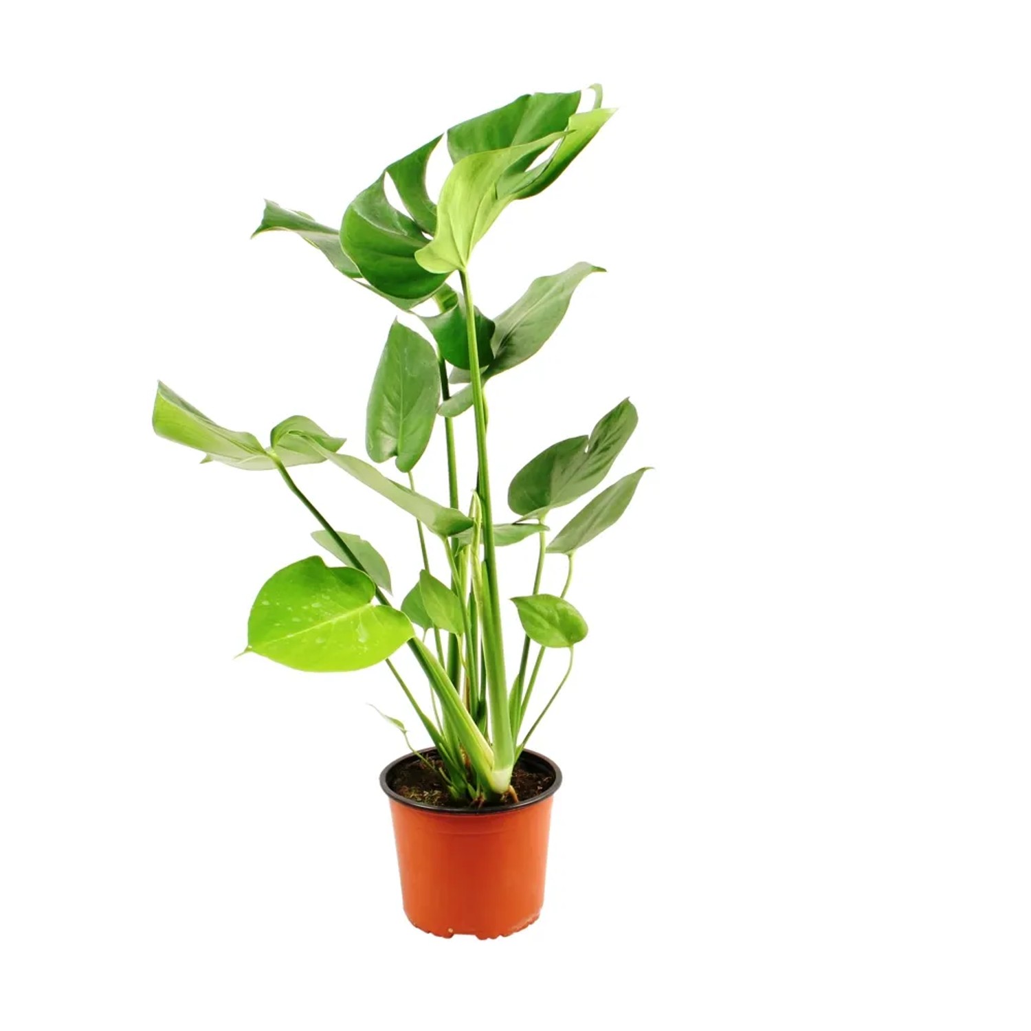 Monstera Deliciosa kupuj w OBI