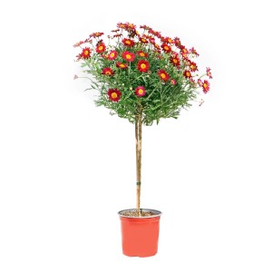 Margerytka kolorowa na pniu don. 14 cm