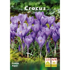 Zbliżenie fioletowych krokusów (Crocus) odmiany 'Aqua'.