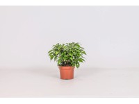 Fikus (Ficus) Green Kink - don. 12 cm