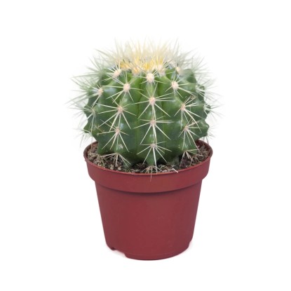 Echinokaktus Grusona (Echinocactus grusonii)