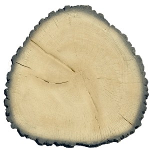 Płyta tarasowa t.b.t. imitująca plaster drewna z słojami i ciemną korą.