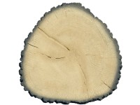 Bruk-Bet Płyta betonowa pniaczek dąb beżowy śr. 68 cm