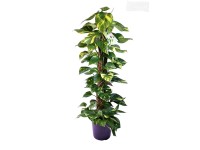 Scindapsus Epipremnum wys. 120cm