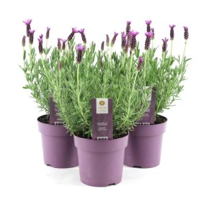 Trzy doniczkowe lawendy (Rośliny kwitnące) z fioletowymi kwiatami w fioletowych doniczkach.
