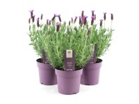 Lawenda (Lavendula Stoechas Anouk) - don. 15 cm
