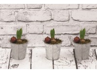 Hiacynt w wiaderku cynkowym