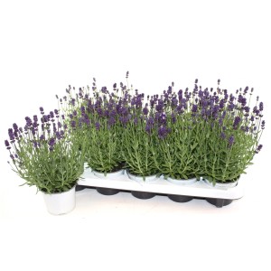 Prawdziwa lawenda 'Lavandula Angustifolia' w doniczce, fioletowe kwiaty, na tacy.