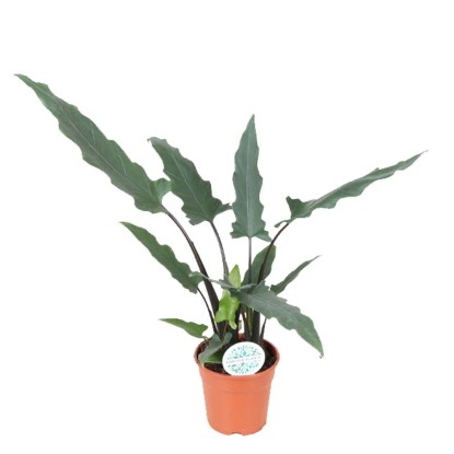 Rośliny zielone mix - don. 17 cm