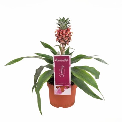 Ananas ozdobny (Bromelia Ananas Rosita) don. 9 cm
