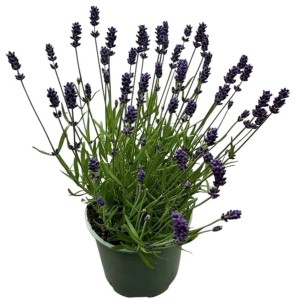 Donica z kwitnącą lawendą Lavandula 'Hidcote' z fioletowymi kwiatami.