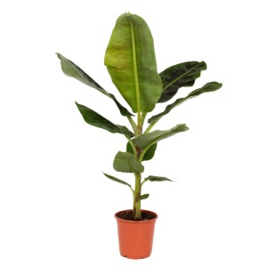 Bananowiec (Musa Dwarf Cavendish) don.21 cm