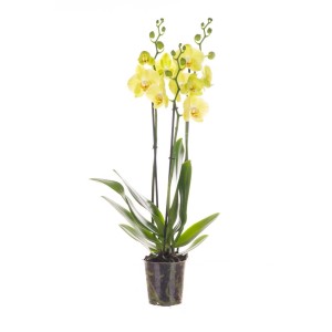 Żółta orchidea w doniczce. Elegancka roślina doniczkowa do Twojego domu.