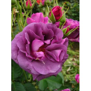 Zbliżenie liliowej róży rabatowej. Elegancki kształt kwiatu, idealny do ogrodu.