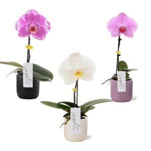 Trzy kwitnące orchidee (t.b.t.) w doniczkach w kolorach białym, fioletowym i różowym.