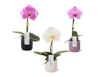 Falenopsis - Ćmówka - Storczyk (Phalaenopsis sp.) Singolo wys. 30-40cm