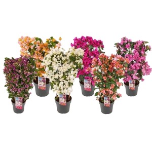Bugenwilla (Bougainvillea San.rack) mix don. 21 cm