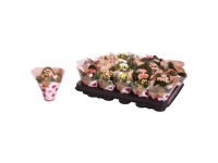 Żyworódka (Kalanchoe) - don. 6 cm