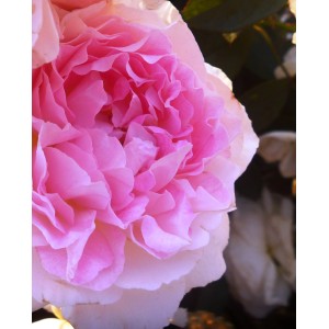 Zbliżenie delikatnej, różowej róży rabatowej t.b.t.