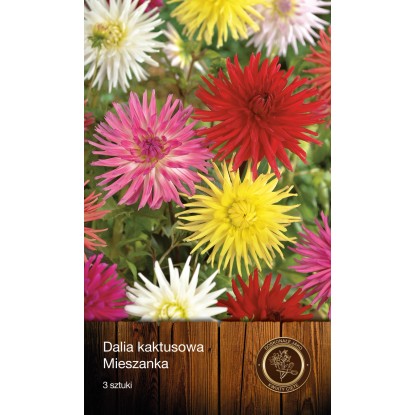 Dalia kaktusowa Mieszanka 3szt.