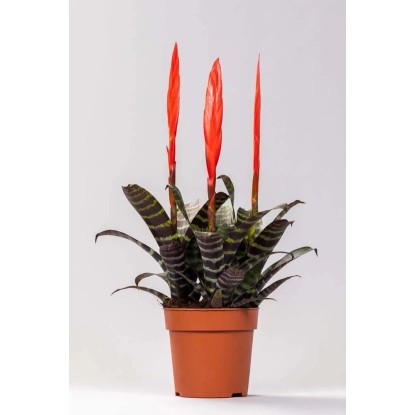 Vrisera (Vriesea Era) don. 12 cm