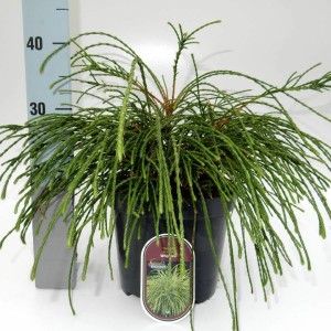 Zielona tuja 't.b.t.' w doniczce. Ozdobny gatunek cyprysa do ogrodu i na taras.